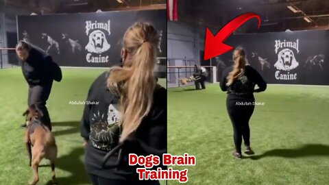 Dogs Brain Training || Dogs Training