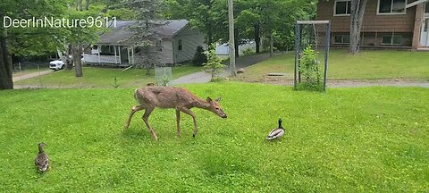 Deer doesn't like ducks hanging around