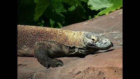 Komodo Dragons' Deadly Secret: Iron-Coated Teeth Unveiled in New Study