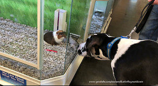 Curious Great Dane fascinated by friendly Guinea Pig