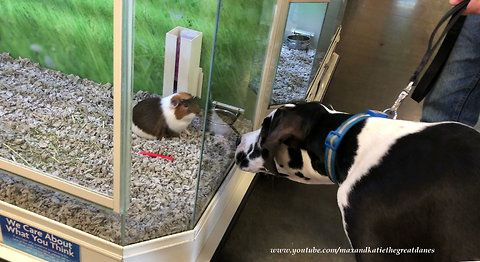 Curious Great Dane fascinated by friendly Guinea Pig