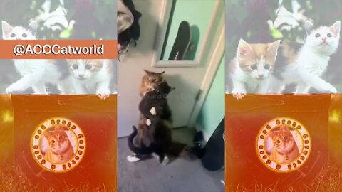 Funny Cats! 😹 Awwww! Watch How These Cats Say “I Love You” 💛❤️ (#125) #Clips