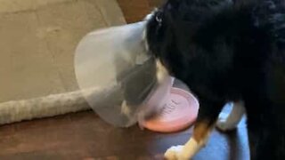 Dog can't play with frisbee due to pet cone