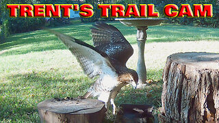 Trail Cam Action - A Hawk & Groundhog