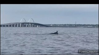 POD OF DOLPHINS PLAYING IN PENSACOLA BAY