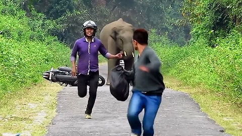 elephant attack in road / animal attack in city
