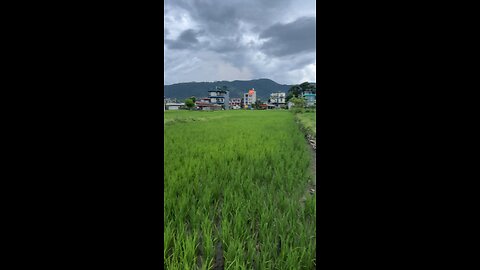 Paddy field walk