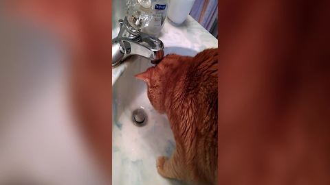 Funny Cat Loves The Water