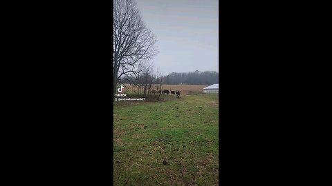 Cows and calves in the rain.