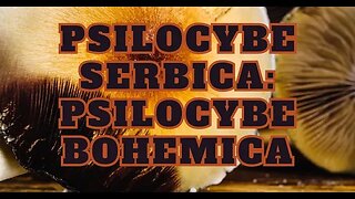 Psilocybe serbica Psilocybe Bohemica