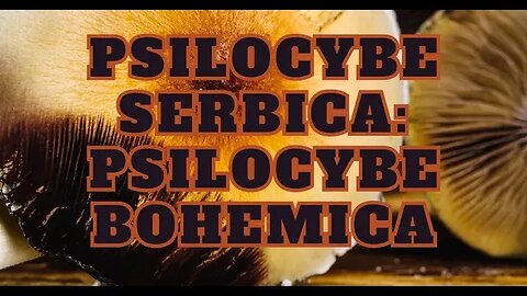 Psilocybe serbica Psilocybe Bohemica