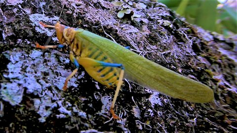 Rainbow colored katydid in Amazon rainforest is actually toxic
