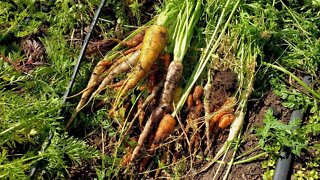 LIVE Harvesting, Washing, Preparing for Market