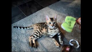 Bengal kitten saves froggy