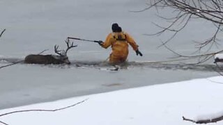 Hjort reddet fra en frossen sø i Colorado