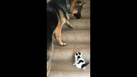 Helpfull Pup Carries Foster kitten upstair 🐾🐾