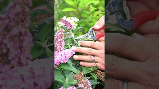 😀How to Easily Deadhead Buddleia ✂️ #shorts