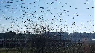 Big group of birds flying away simultaneously