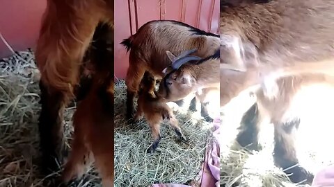 Newborn baby goat takes first drink of mama's milk!