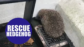 Footage shows a hedgehog rescued after 8ft fall.