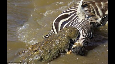Crocodile hunting a zebra in water