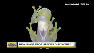 New glass frog species discovered