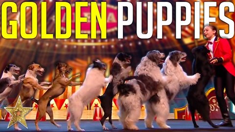 Golden buzzer audition is crowned is crowned the best dog act aver by simon comell ! | go...