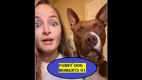 Funny cute DOG Moments 01