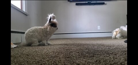 bunny hops