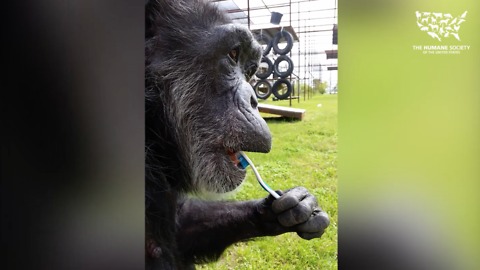 Rescued chimp loves to brush her teeth