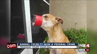 Animal cruelty becomes federal crime