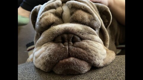 English Bulldog Foot Massage