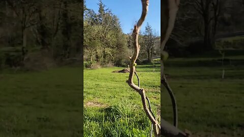 Contorted Mulberry tree pushing spring growth - #farmlife