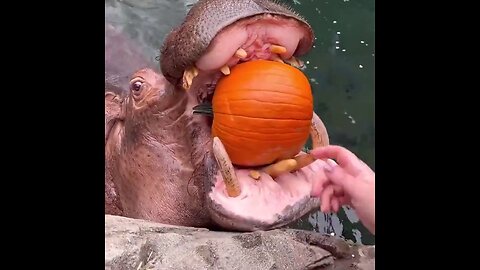 Hippos at the Cincinnati Zoo getting some pumpkin snacks.