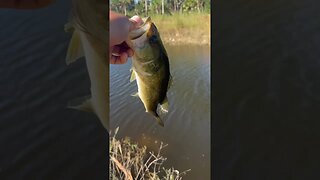 Bass on the spinnerbait!