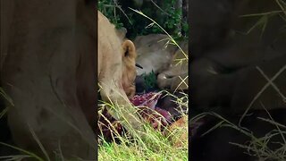 Lions Meal Stashed In The Shade #shorts | #ShortsAfrica