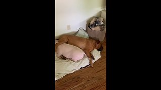 Mastiff and piggy best friends adorably cuddle together