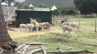 SOUTH AFRICA - Cape Town - Farming with alpacas. (Video) (EFj)