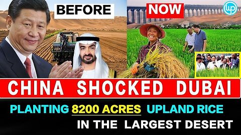 CHINESE PLANTING 8200 ACRES UPLAND RICE IN THE LARGEST DESERT