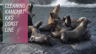 Cleaning a port for a colony of sea lions in Kamchatka
