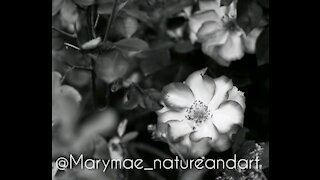 Marymae_natureandart 2