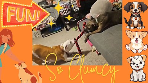 Funniest So Clumsy Puppies! 🐾