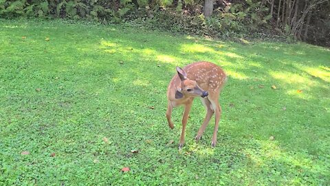 Playful Fawn