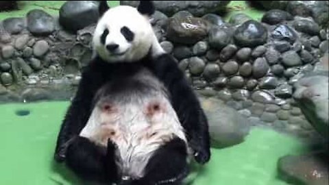 Non sai come affrontare il caldo? Impara da questo panda!