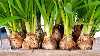 Prevent Accidental Poisoning: How to Identify Toxic Bulbs