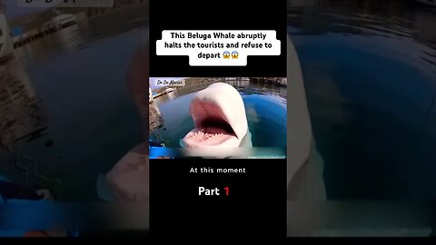 Part 1 of This Beluga Whale abruptly halts the tourists and refuse to depart 😱😱 #Beluga #Animals