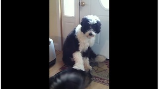 Obedient Dog Pets His Pet Cat On Command