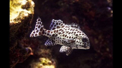 The harlequin sweetlips fish