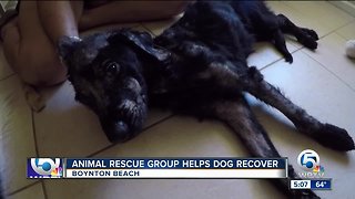 Dog abandoned in Miami now recovering at Boynton Beach animal rescue