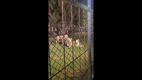 Lion Mating in the zoo #lion #mating #zoo #wildlife #animals #fyp #foryou #fanpage